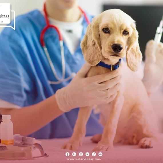 ما هو التطعيم الثماني في الكلاب