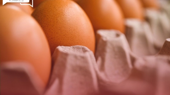 في الربع الأول من عام 2024 روسيا تتمكن من استيراد 235 مليون بيضة