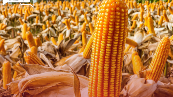 ارتفاع عقود الذرة الآجلة بالتزامن مع نقص المساحات المزروعة في الولايات المتحدة