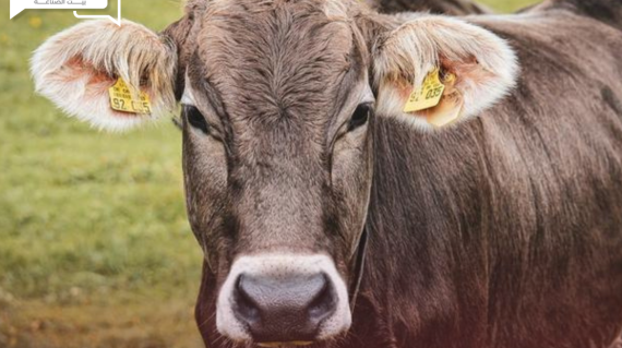 الحمي القلاعية في الأبقار