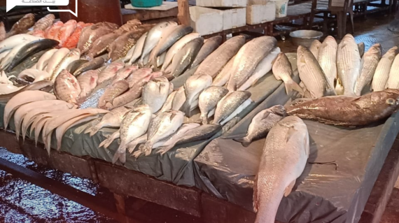تباين أسعار الأسماك والمأكولات البحرية اليوم الثلاثاء في الأسواق