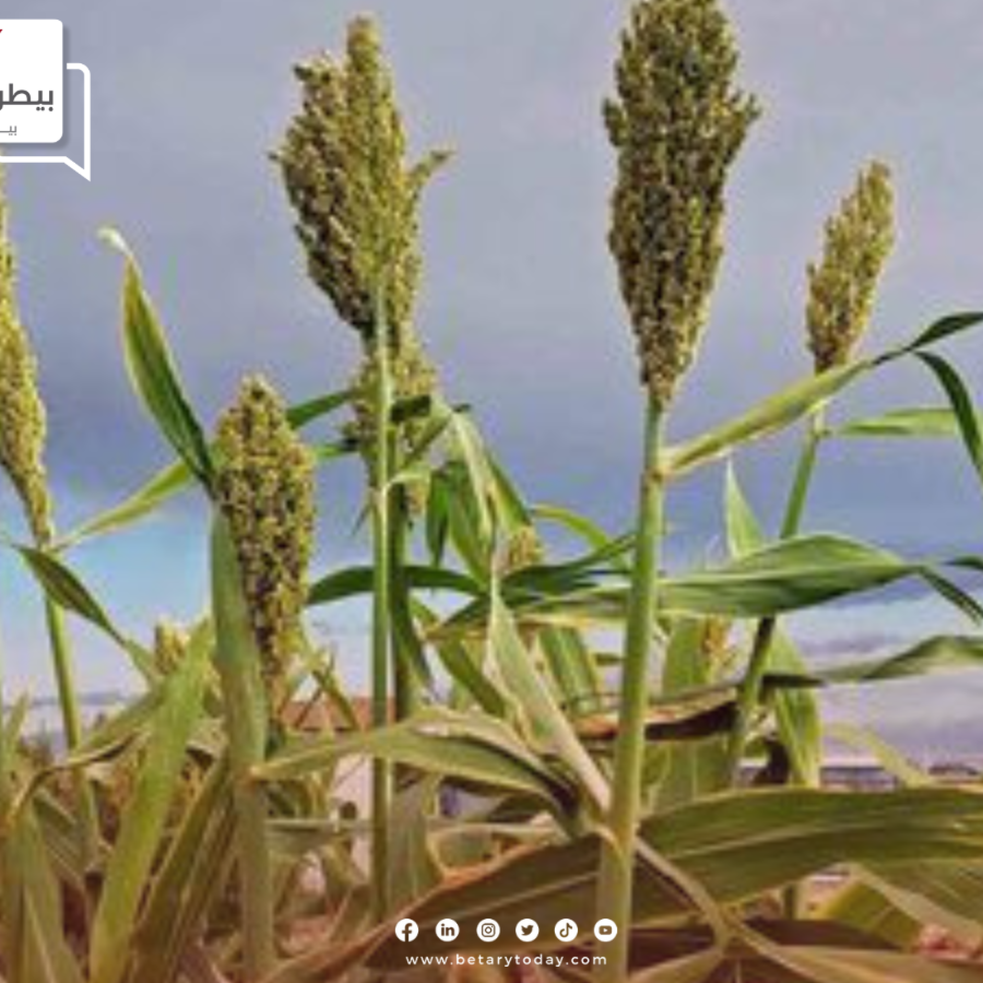 الزراعة تصدر نشرة توصيات لمزارعي الذرة الرفيعة في شهر مايو