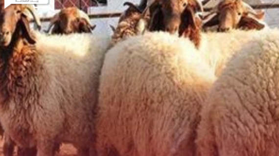 ارتفاع فاحش في أسعار الأضاحي بالجزائر ودعوات مقاطعة أسواق الماشية