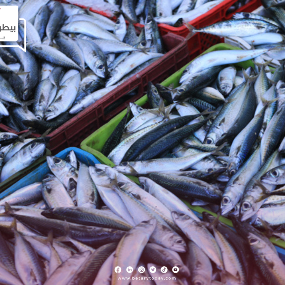 هدوء في أسعار الأسماك والمأكولات البحرية اليوم الجمعة في سوق العبور