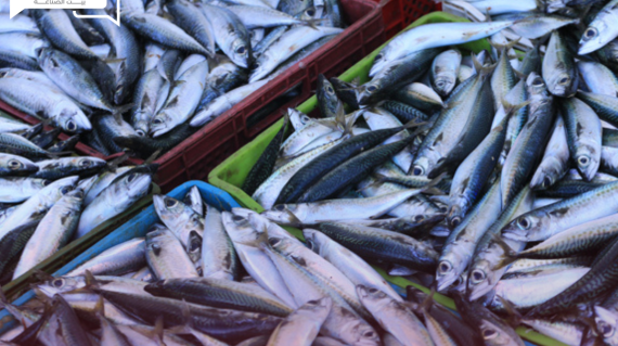 هدوء في أسعار الأسماك والمأكولات البحرية اليوم الجمعة في سوق العبور