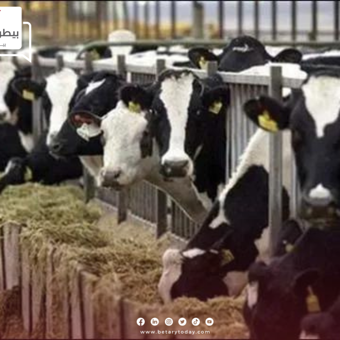 التموين… ضخ 20 ألف رأس ماشية بالمجمعات الاستهلاكية قبل عيد الأضحى
