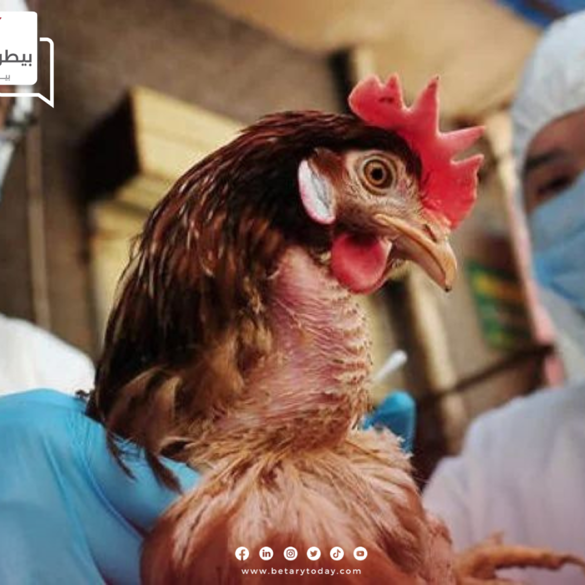 أستراليا ترصد إصابة جديدة بانفلونزا الطيور في مزرعة الدواجن