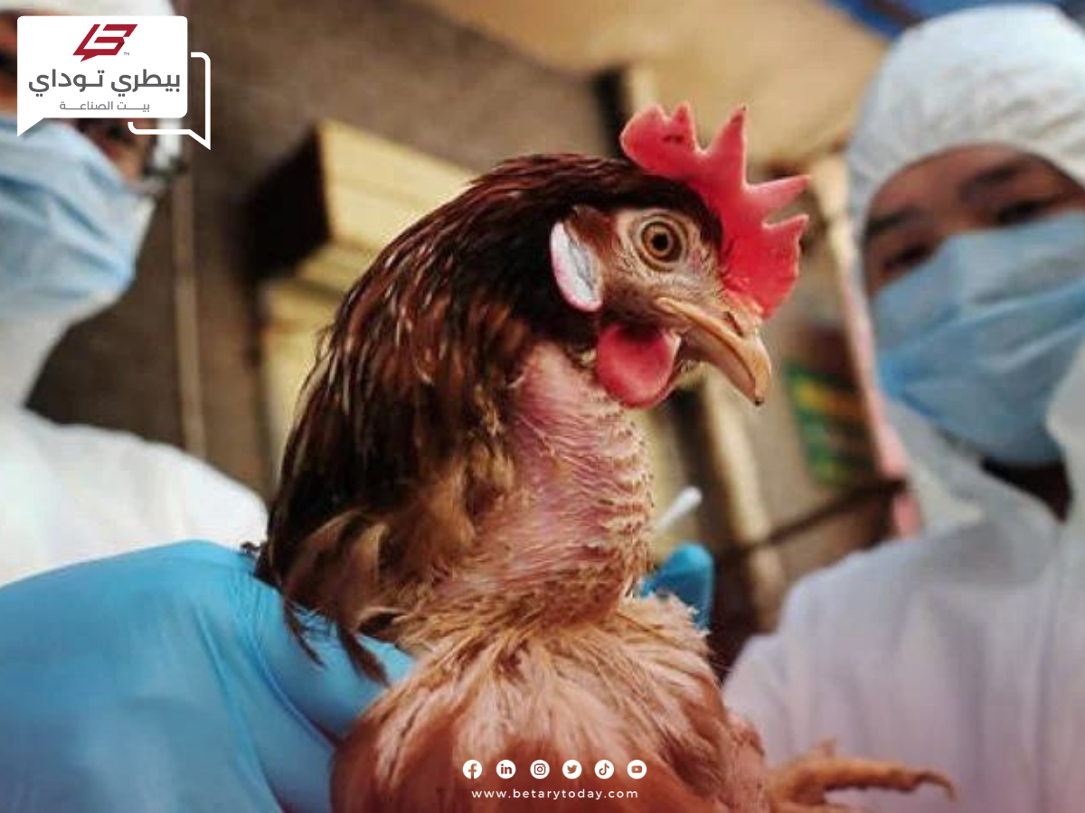 أستراليا ترصد إصابة جديدة بانفلونزا الطيور في مزرعة الدواجن