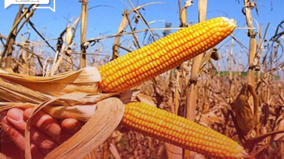 ارتفاع معدل حصاد محصول الذرة البرازيلية الثاني بنسبة 28%