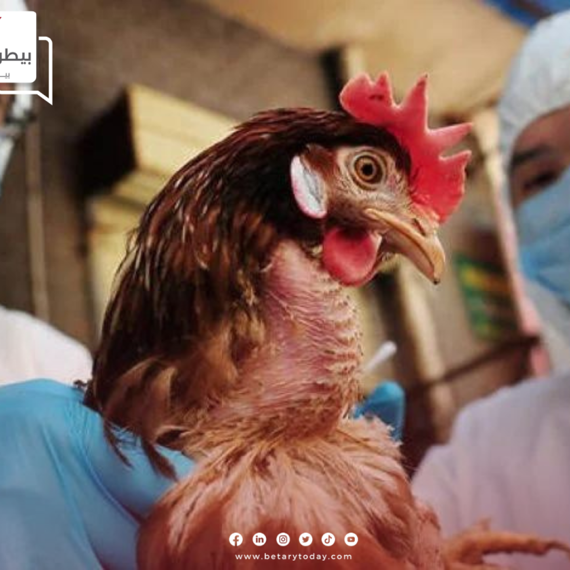 إنفلونزا الطيور تتمكن من إصابة 4.2 مليون دجاجة في الولايات المتحدة الأمريكية