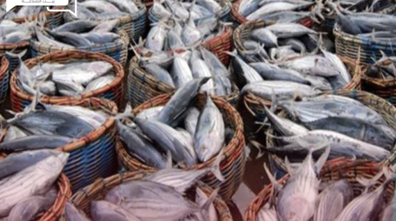 بالتزامن مع مقاطعة الأسماك… منع تداول الأسماك في محلات ومطاعم البحر الأحمر