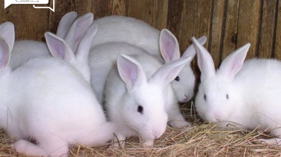 درجات الحرارة تسبب نفوق أعداد كبيرة من الأرانب… مربي يوضح