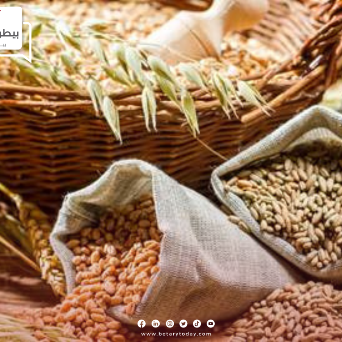 صادرات الحبوب الأوكرانية نحو تتجاوز 46 مليون طن على مدار العام
