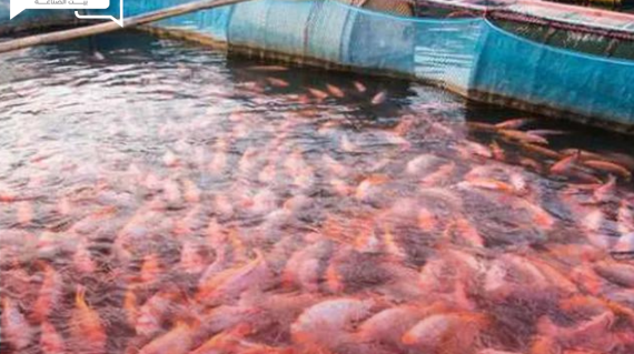 الثروة السمكية… تصدر روشتة توصيات لحماية الأسماك من الموجة الحارة