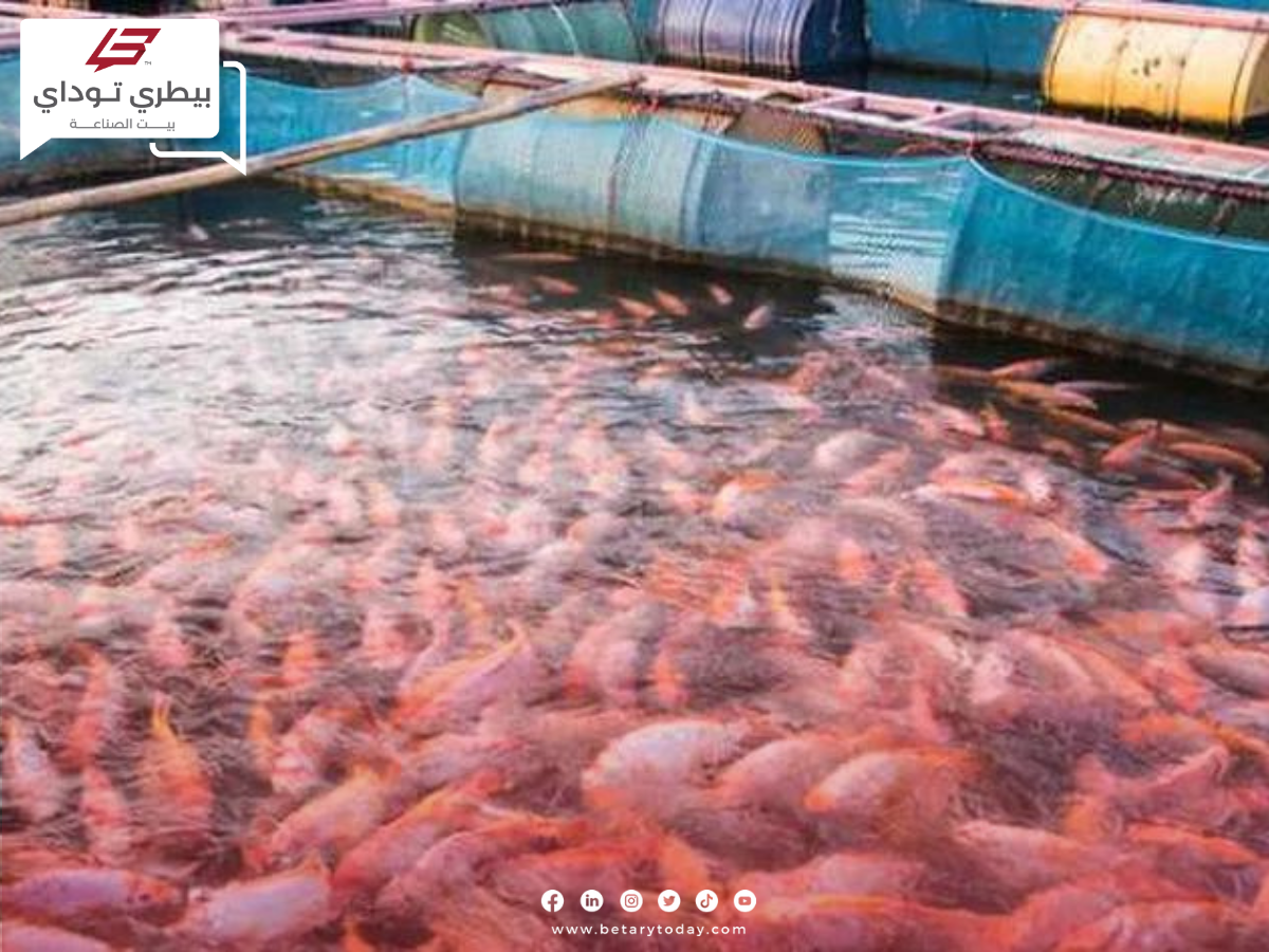 الثروة السمكية… تصدر روشتة توصيات لحماية الأسماك من الموجة الحارة