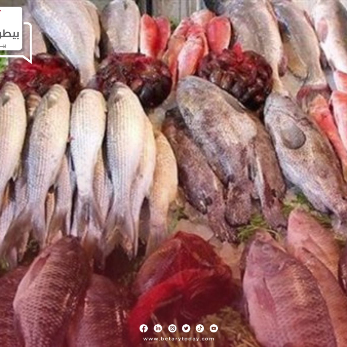 السمك غلى ولا رخص... أسعار الأسماك والمأكولات البحرية اليوم الخميس في الأسواق
