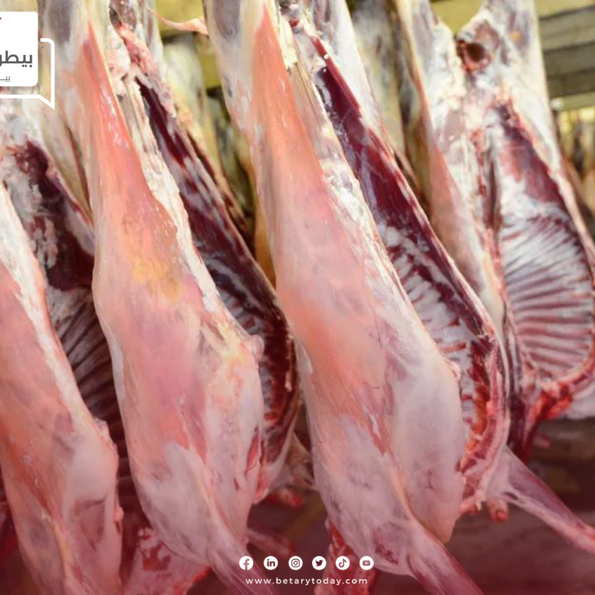 شعبة القصابين… أسعار اللحوم الحقيقية قد تتخطى الـ 500 جنيهاً