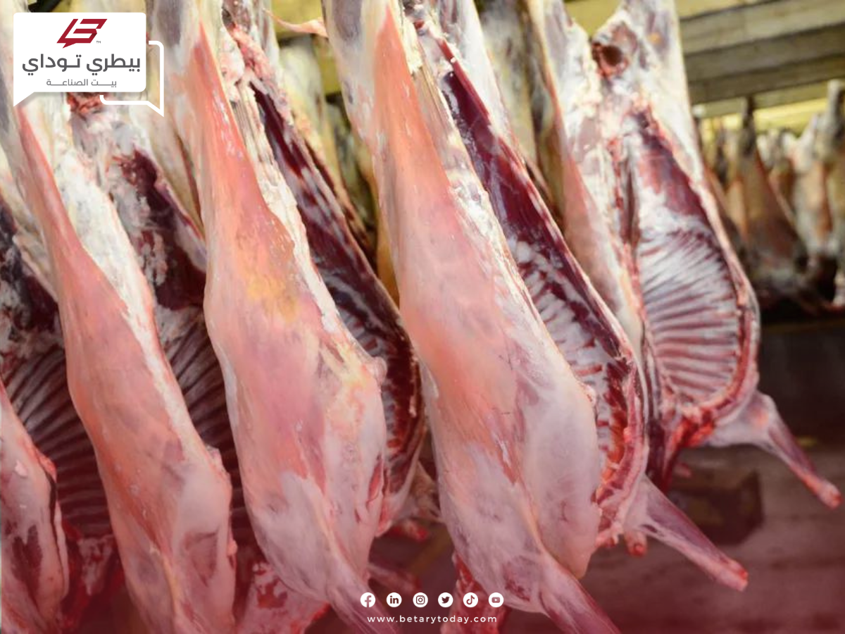 شعبة القصابين… أسعار اللحوم الحقيقية قد تتخطى الـ 500 جنيهاً