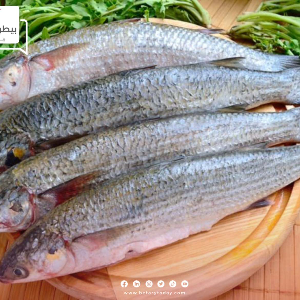 هدوء أسعار الأسماك والمأكولات البحرية اليوم الخميس 20 يونيو في الأسواق
