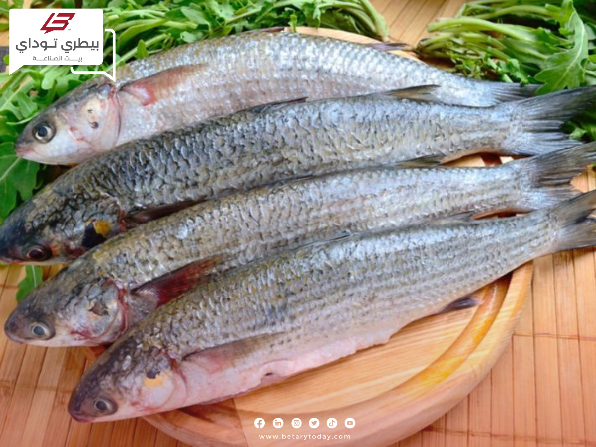 هدوء أسعار الأسماك والمأكولات البحرية اليوم الخميس 20 يونيو في الأسواق