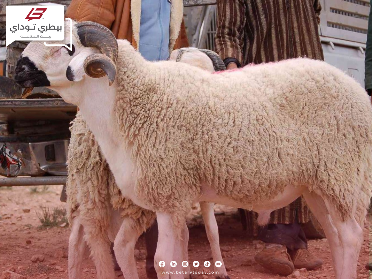 الثروة الحيوانية في الأردن في تتعرض لخسائر متلاحقة لهذه الأسباب