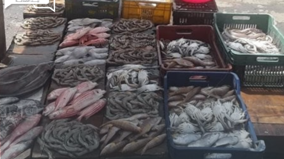 الأسعار الاسترشادية للأسماك والمأكولات البحرية اليوم الخميس في الأسواق