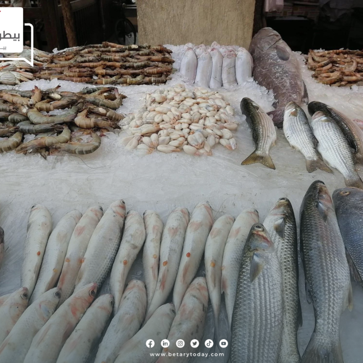 تراجع جديد... أسعار الأسماك والمأكولات البحرية اليوم الاثنين 1 يوليو في سوق العبور