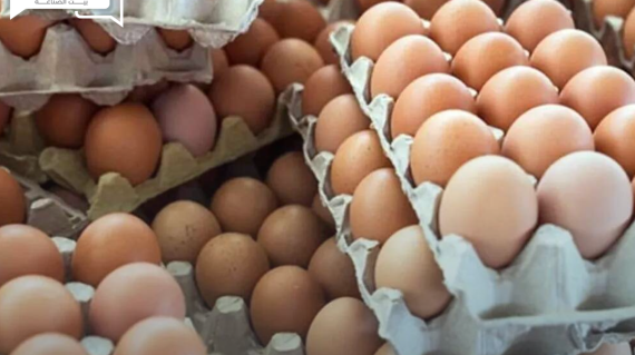 اتحاد منتجي الدواجن يوضح اسباب ارتفاع البيض في الأسواق