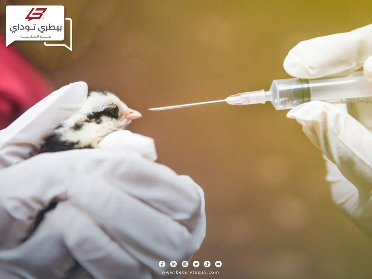 وزارة الزراعة… جهود مكثفة لتوفير اللقاحات البيطرية