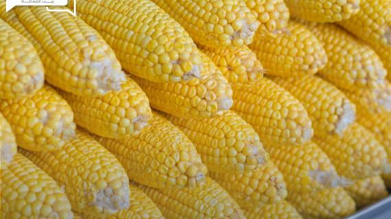 الزراعة الأمريكية… زراعة مساحات من الذرة الصفراء أكثر من المتوقع