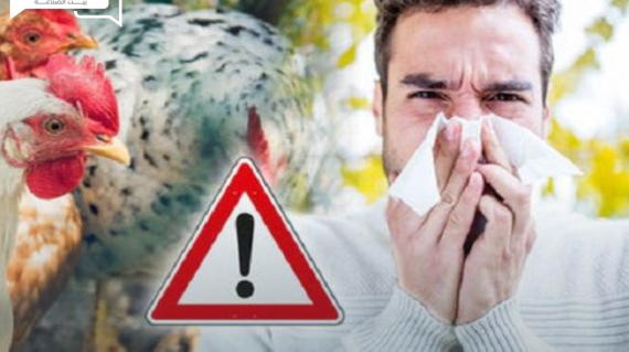 منظمة الصحة العالمية تحذر من جائحة جديدة لانفلونزا الطيور تضرب البلاد