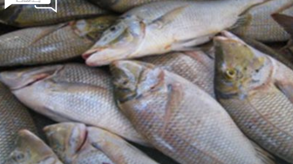 تباين أسعار الأسماك والمأكولات البحرية اليوم الثلاثاء 2 يوليو في الأسواق
