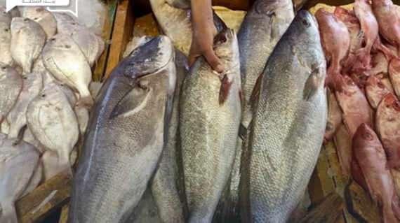 استقرار أسعار الأسماك والمأكولات البحرية اليوم الأربعاء 17 يوليو في الأسواق