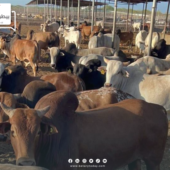البلدية القطرية تطلق 5 مبادرات لتنمية الثروة الحيوانية
