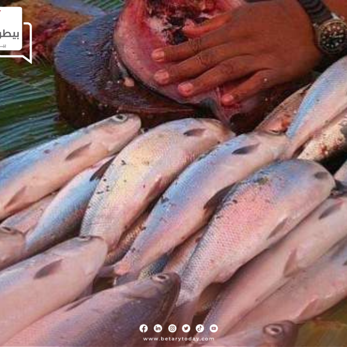 الأسعار الاسترشادية للأسماك والمأكولات البحرية اليوم السبت في سوق العبور