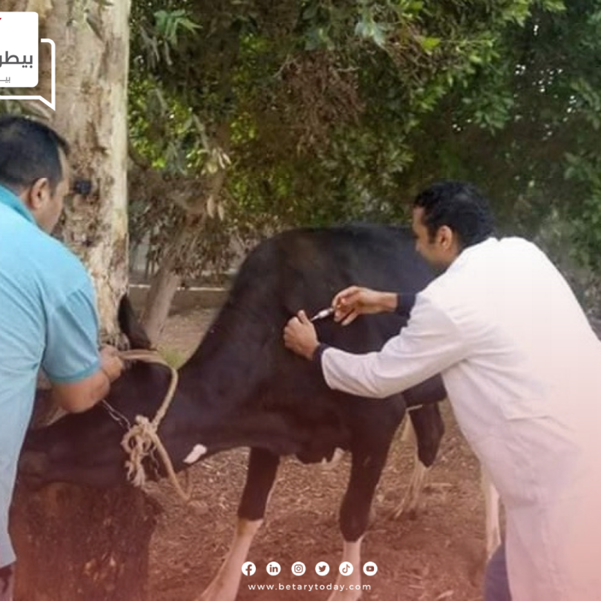 لحماية الثروة الحيوانية… جهود مبذولة من قبل الحكومة لتحصين ضد الحمى القلاعية والوادي المتصدع