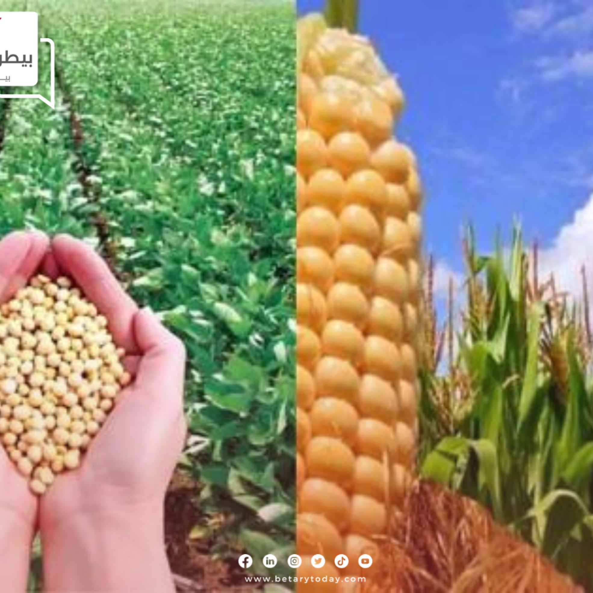 مجلس الحبوب الدولي يثبت تقديرات إنتاج الصويا العالمي ويرفع انتاجية الذرة الصفراء