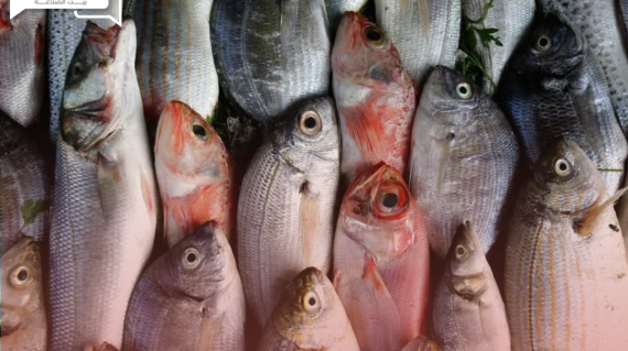 أسعار الأسماك والمأكولات البحرية اليوم الثلاثاء 23 يوليو في سوق العبور