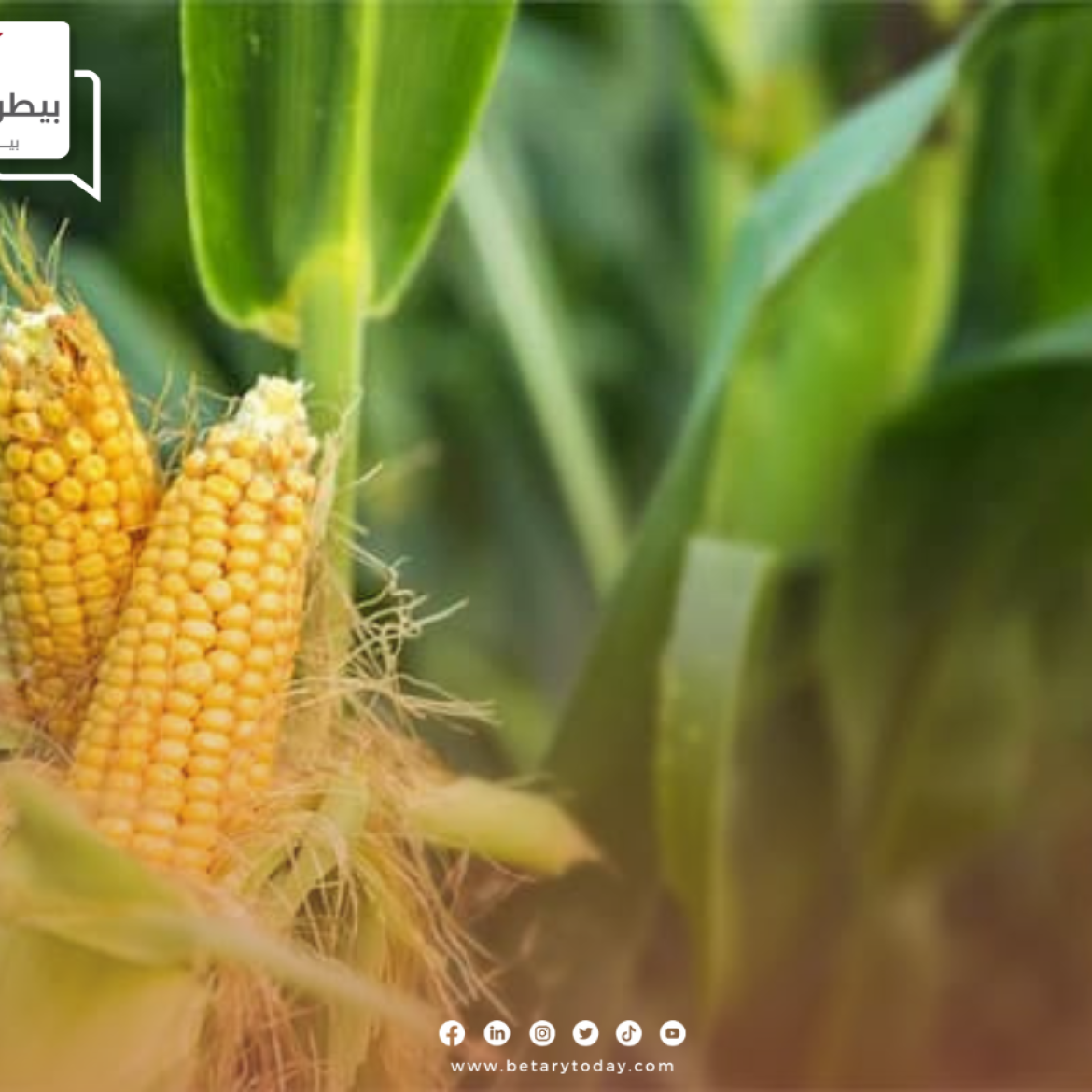 الوزارة تصدر 3 توصيات هامة لمزارعي الذرة الصفراء في شهر يوليو